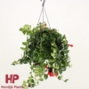 Aeschynanthus Mona Lisa hangpot
