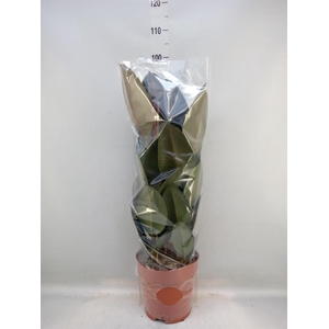 Ficus elastica 'Abidjan'