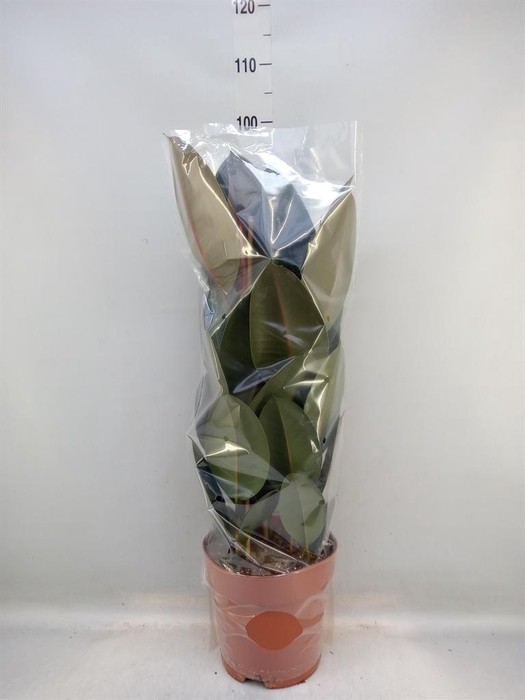 <h4>Ficus elastica 'Abidjan'</h4>