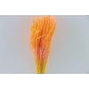 Dried Artz Rice Grass Gaugain Bunch
