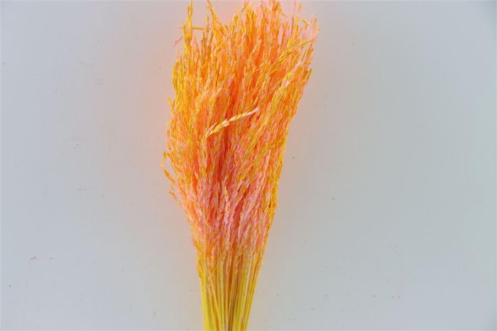 Dried Artz Rice Grass Gaugain Bunch