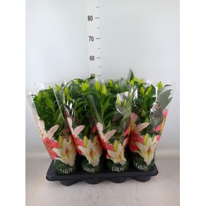 Lilium ori.  'Sunny Bahamas'