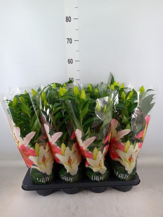 <h4>Lilium ori.  'Sunny Bahamas'</h4>