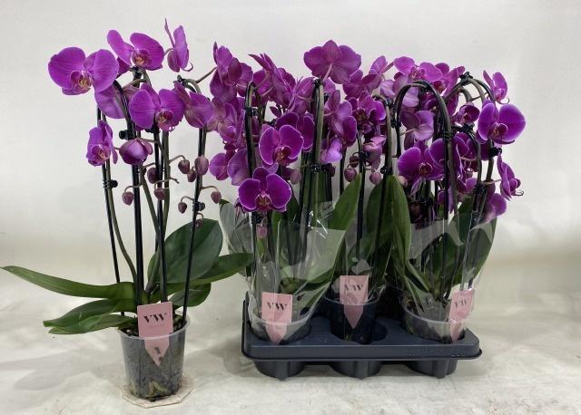 <h4>PHAL OV PAARS</h4>