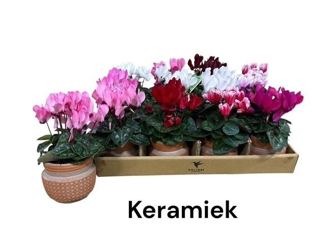 <h4>ARR CYCLAAM</h4>