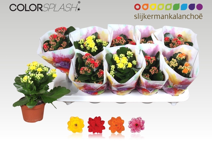 <h4>KAL GE GEM 4 KL</h4>