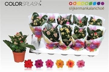 <h4>KAL GE GEM 6 KL</h4>