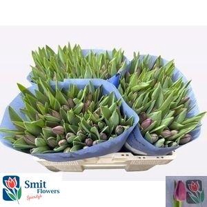 <h4>TU EN BULLIT</h4>