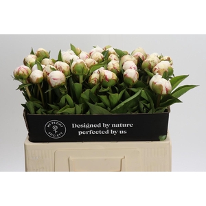 Paeonia Mary E. Nicholls