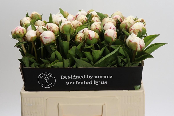 <h4>Paeonia Mary E. Nicholls</h4>