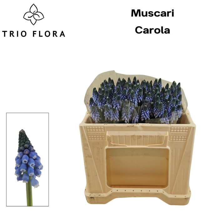 <h4>MUSCARI CAROLA 566</h4>