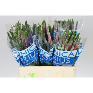 Veronica Colour Mix X 25