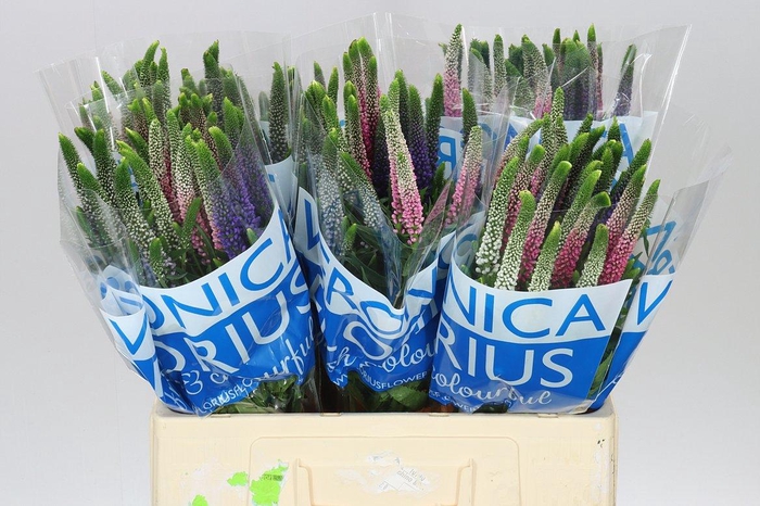 <h4>Veronica Colour Mix X 25</h4>