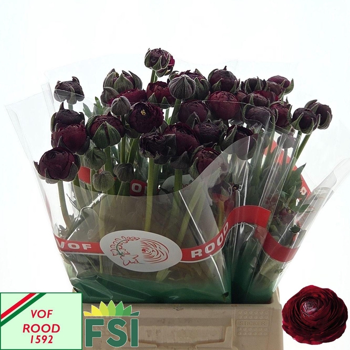 <h4>RAN AAZUR BORDEAUX</h4>