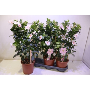 Mande Summerst P Tou