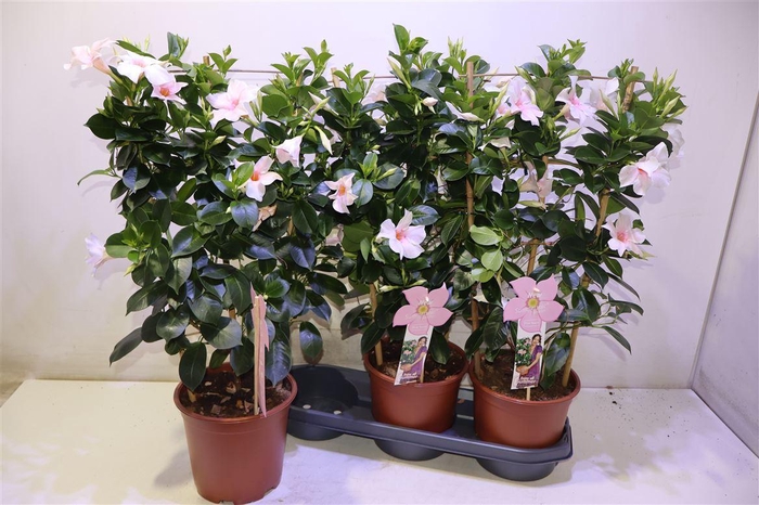 <h4>arr8 Mande Summerst P Tou</h4>