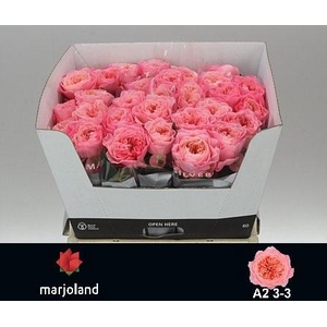 R GR MAYFIELD! JONG GEWAS A2