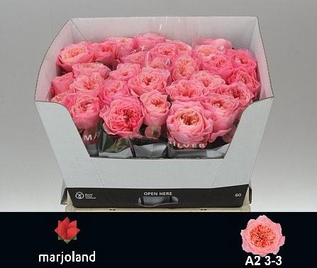 <h4>R GR MAYFIELD! JONG GEWAS A2</h4>