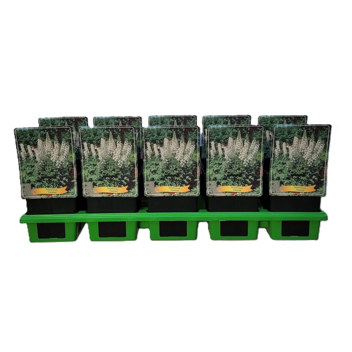 Delphinium Pacific Giant Galah