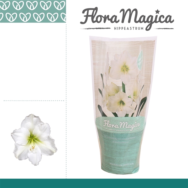 <h4>Hippeastrum Arctic White 1 knop FM Hoes</h4>