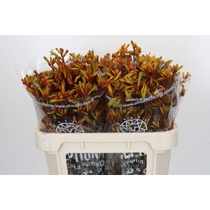 Anigozanthos Gold Fever