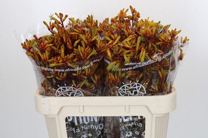 <h4>Anigozanthos Gold Fever</h4>