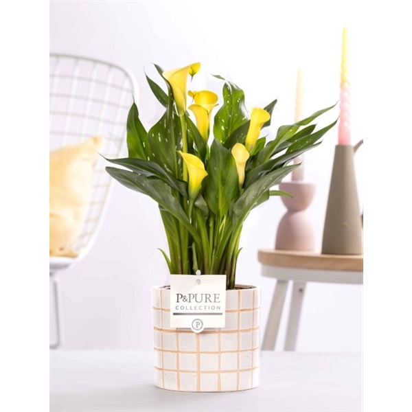 <h4>Zantedeschia yellow in P&PURE Tirza ceramics</h4>