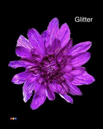 <h4>Chr T Baltica Violet + Glit Bio</h4>