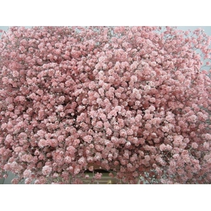 Gipsophilla Xlence Rose
