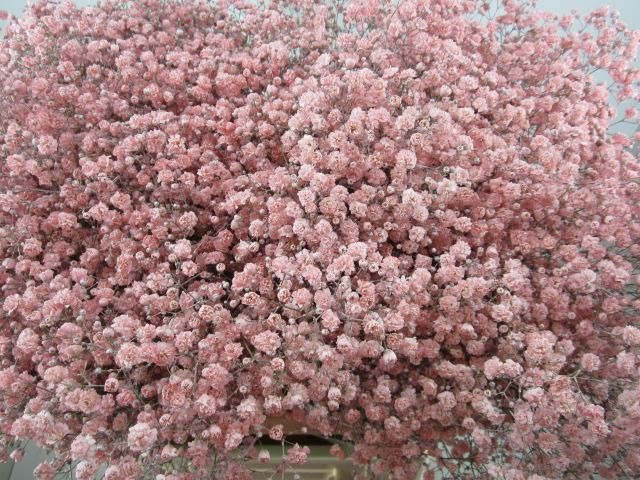 <h4>Gipsophilla Xlence Rose</h4>
