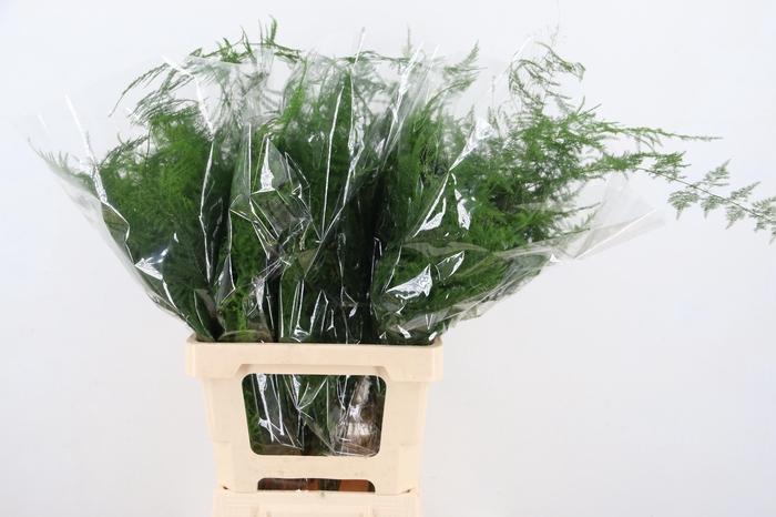 <h4>ASP SETACEUS</h4>