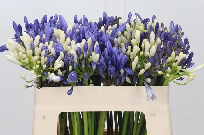 <h4>Agapanthus Mix</h4>