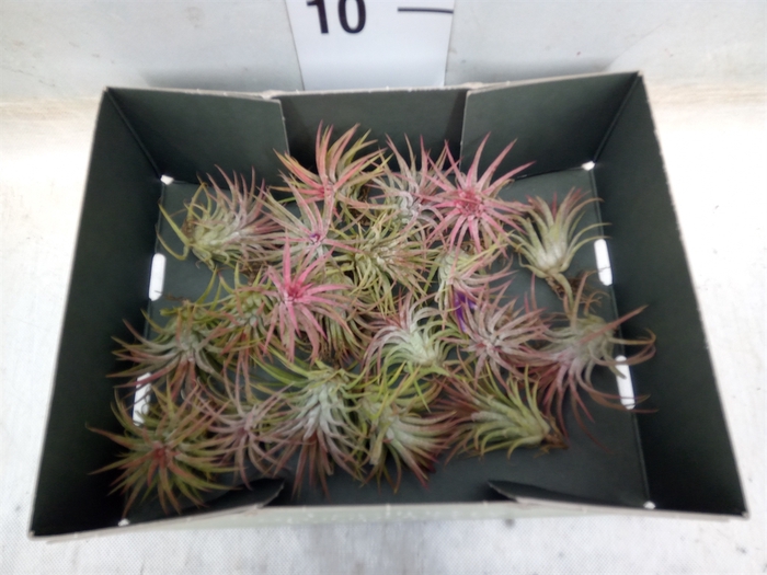 <h4>Tillandsia</h4>