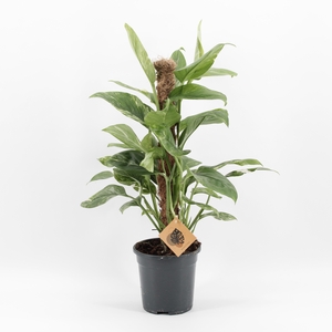 Monstera Lechleriana Variegata