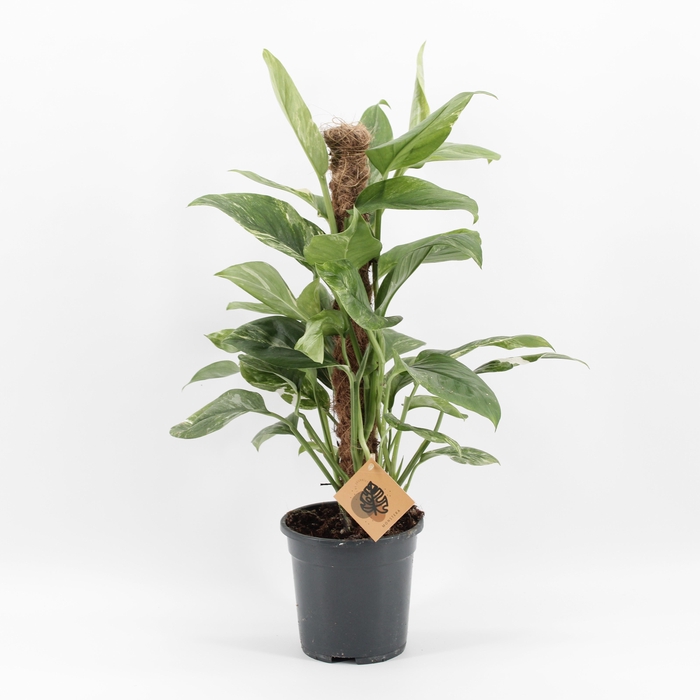 <h4>Monstera Lechleriana Variegata</h4>