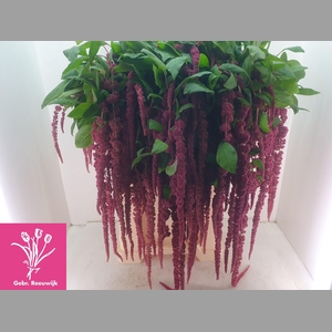AMAR CA RED CORD