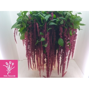 AMAR CA RED CORD