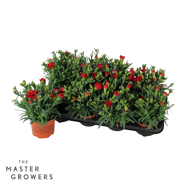 <h4>Dianthus caryophyllus 'Red Salmon'</h4>