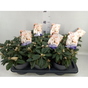 Rhododendron yak. 'Dusty Miller'