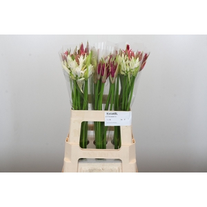 Nerine Mix
