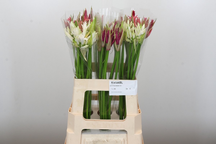 Nerine Mix