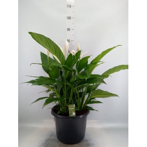 Spathiphyllum   ...