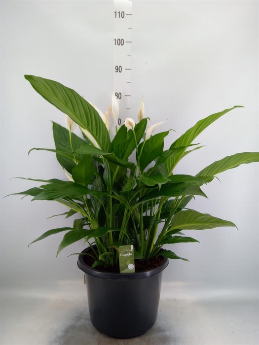 <h4>Spathiphyllum   ...</h4>