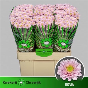 CHR SAN AAA ROSIA