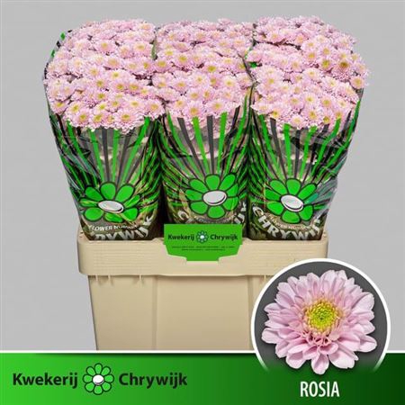 CHR SAN AAA ROSIA
