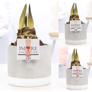 Hippeastrum mix in P&PURE Jade ceramics