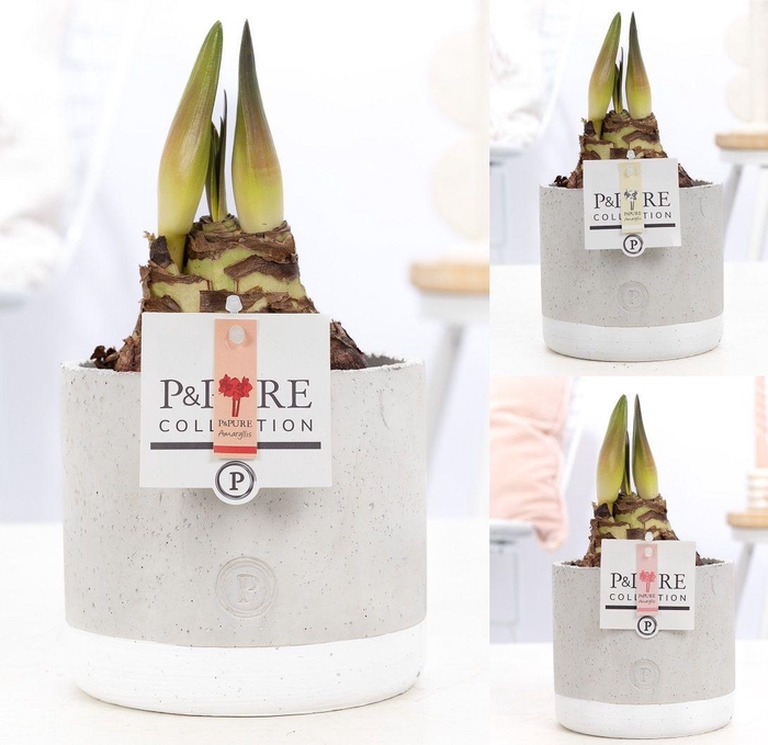 <h4>Hippeastrum mix in P&PURE Jade ceramics</h4>