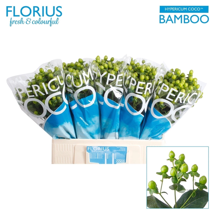 <h4>HYPER COCO BAMBOO HYP COCO BAMBOO</h4>