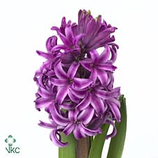 Hyac Purple Sensatio