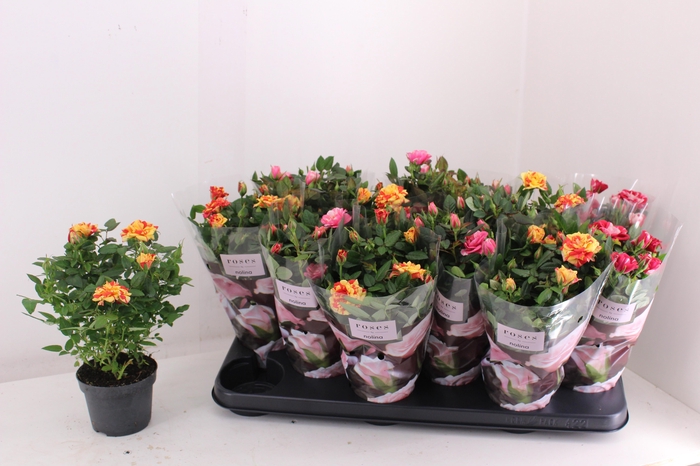 <h4>RO VICTORY GEM</h4>